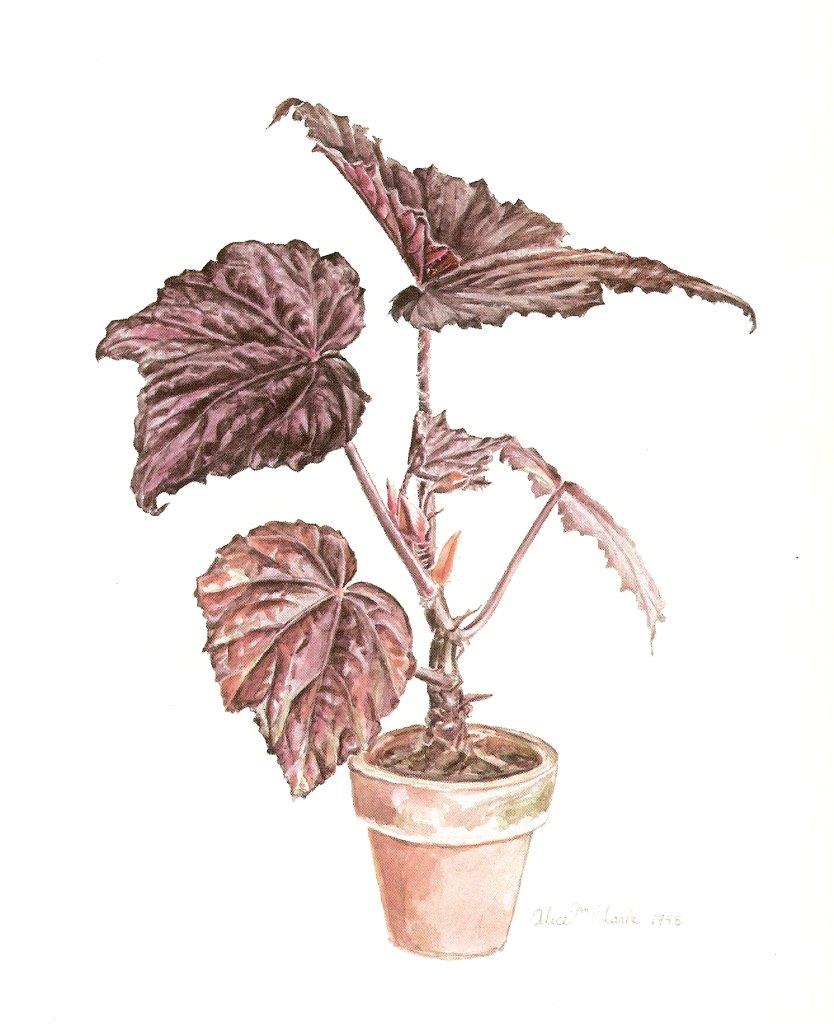 B. ‘Annie Robinson’